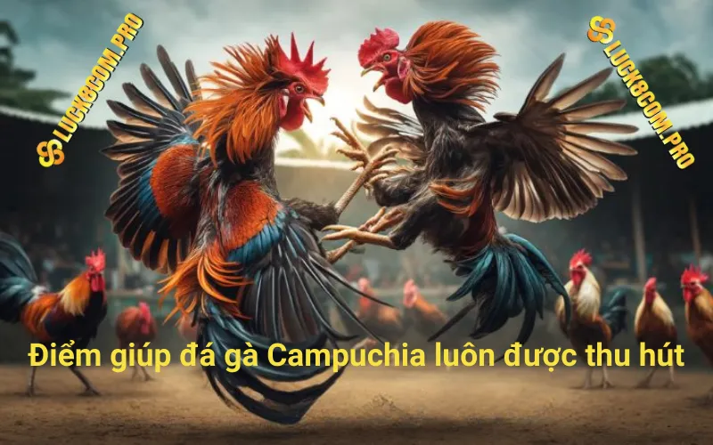 Điểm giúp đá gà Campuchia luôn được thu hút