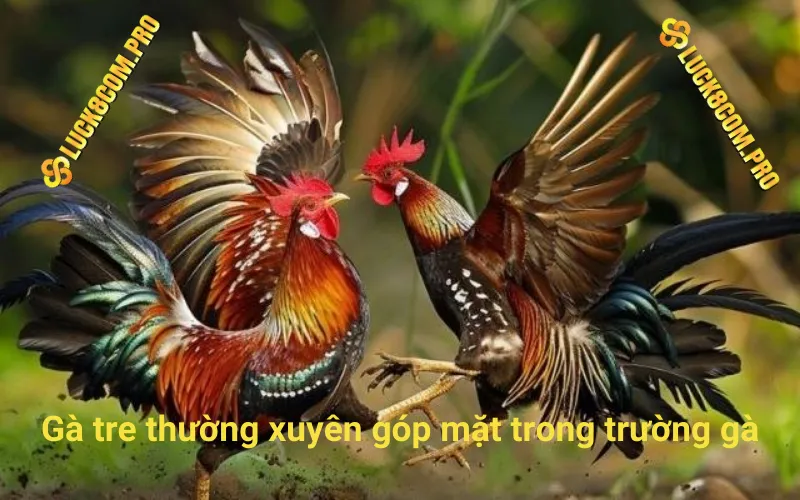 Gà tre thường xuyên góp mặt trong trường gà